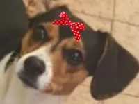 Cachorro raça SRD-ViraLata idade 7 a 11 meses nome Pepita 