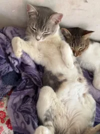 Gato raça SRD-ViraLata idade 1 ano nome Teresa e Soneca 