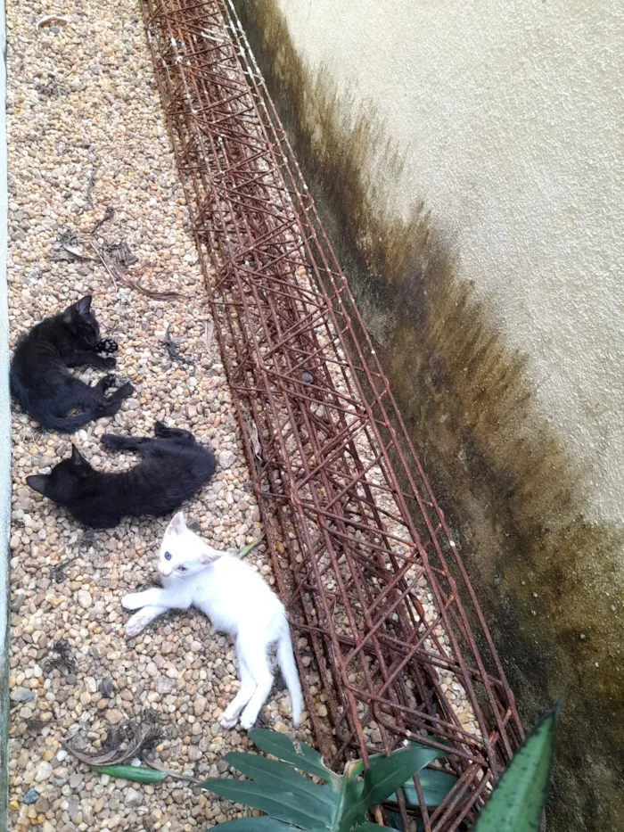 Gato raça Exótico idade 2 a 6 meses nome Paula 