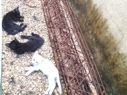 Gato raça Exótico idade 2 a 6 meses nome Paula 