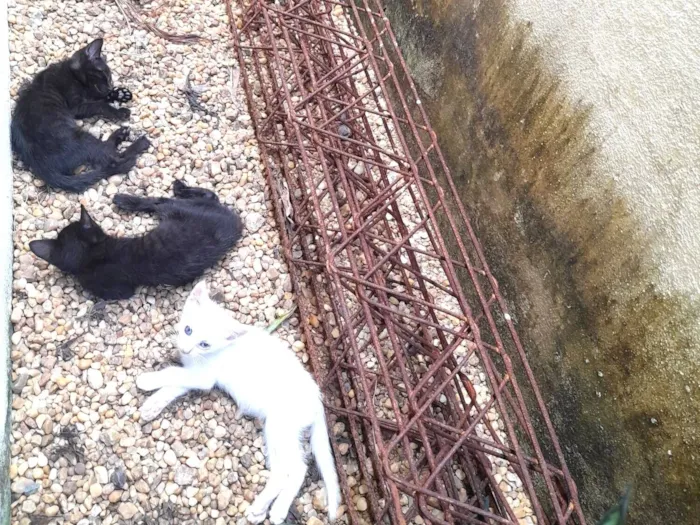 Gato raça Exótico idade 2 a 6 meses nome Paula 