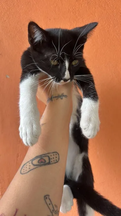 Gato raça SRD-ViraLata idade 2 a 6 meses nome Frajola 