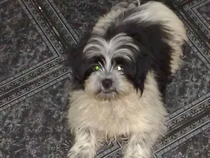 Cachorro raça Lhasa Apso idade 2 a 6 meses nome Mimi