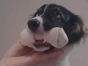 Cachorro raça SRD-ViraLata idade 7 a 11 meses nome Scooby 