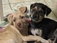 Cachorro raça SRD-ViraLata idade Abaixo de 2 meses nome Pretinho