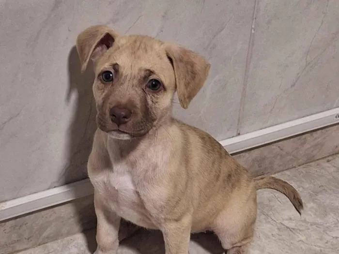 Cachorro raça SRD-ViraLata idade Abaixo de 2 meses nome Branquinha
