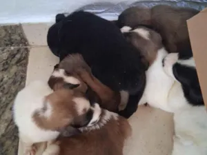 Cachorro raça SRD-ViraLata idade Abaixo de 2 meses nome Varios