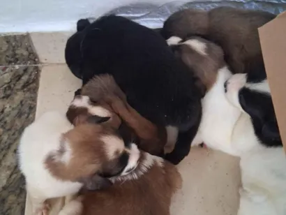 Cachorro raça SRD-ViraLata idade Abaixo de 2 meses nome Varios