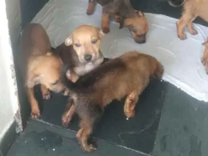 Cachorro raça SRD-ViraLata idade 2 a 6 meses nome Sem nome