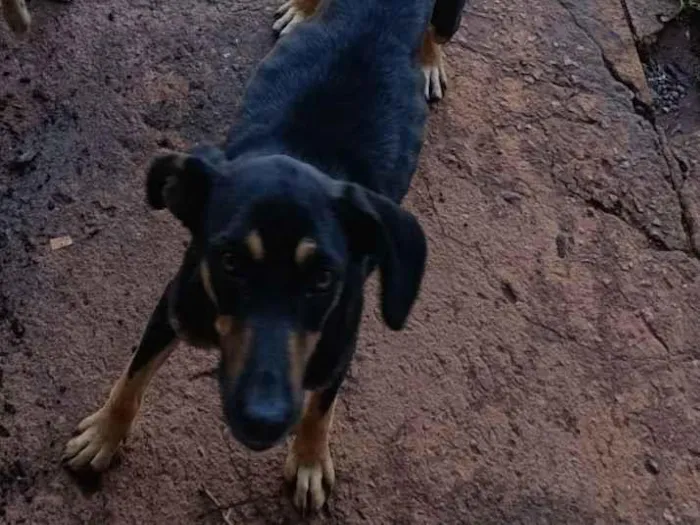 Cachorro raça SRD-ViraLata idade 2 a 6 meses nome Sem nome 