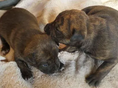 Cachorro raça SRD-ViraLata idade Abaixo de 2 meses nome 1 macho e 1 fêmea com 35 dias