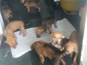 Cachorro raça SRD-ViraLata idade 2 a 6 meses nome Sem nome