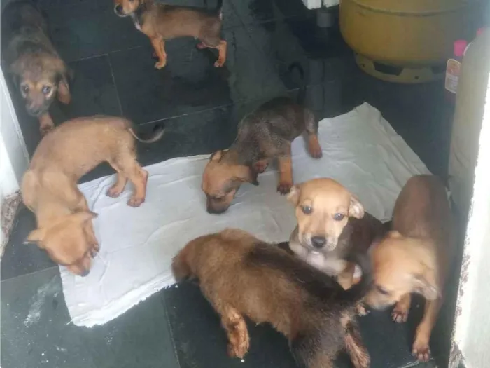 Cachorro raça SRD-ViraLata idade 2 a 6 meses nome Sem nome