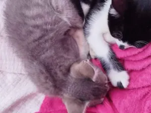 Gato raça SRD-ViraLata idade 2 a 6 meses nome Nube e Pixel