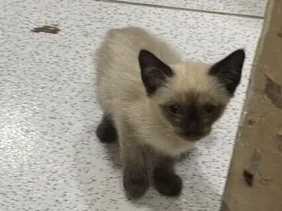 Gato raça SRD-ViraLata idade 2 a 6 meses nome Sem Nome 