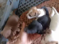 Cachorro raça SRD-ViraLata idade Abaixo de 2 meses nome Sem nomes
