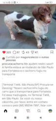 Cachorro raça Basset-Cofap idade 2 anos nome Daighe