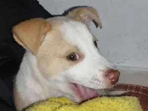 Cachorro raça SRD-ViraLata idade 2 a 6 meses nome Ludovico 