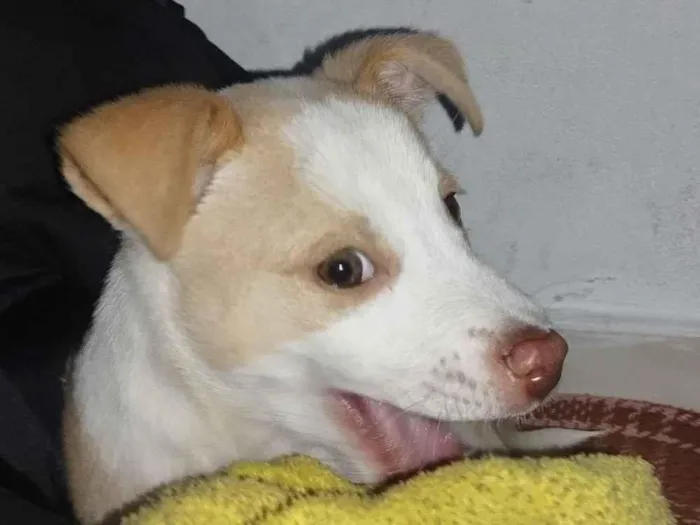 Cachorro raça SRD-ViraLata idade 2 a 6 meses nome Ludovico 