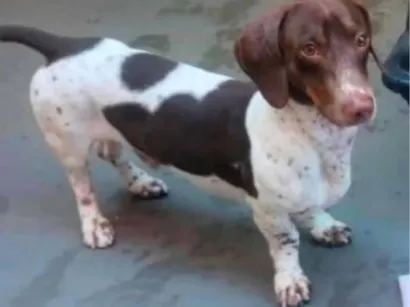 Cachorro raça Basset-Cofap idade 2 anos nome Daighe