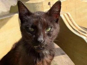 Gato raça SRD-ViraLata idade 7 a 11 meses nome Sem nome