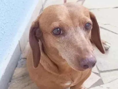 Cachorro raça Basset-Cofap idade 6 ou mais anos nome ANTONIO LETACIO CORREA GALVAO