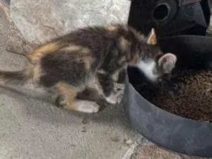 Gato raça SRD-ViraLata idade 2 a 6 meses nome Sem nome 