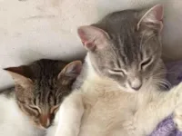 Gato raça SRD-ViraLata idade 1 ano nome Teresa e Soneca 