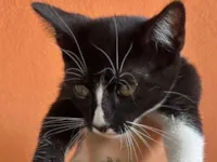 Gato raça SRD-ViraLata idade 2 a 6 meses nome Frajola 