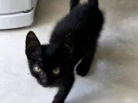 Gato raça SRD-ViraLata idade 2 a 6 meses nome Nyx