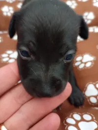 Cachorro raça SRD-ViraLata idade Abaixo de 2 meses nome Nescau 