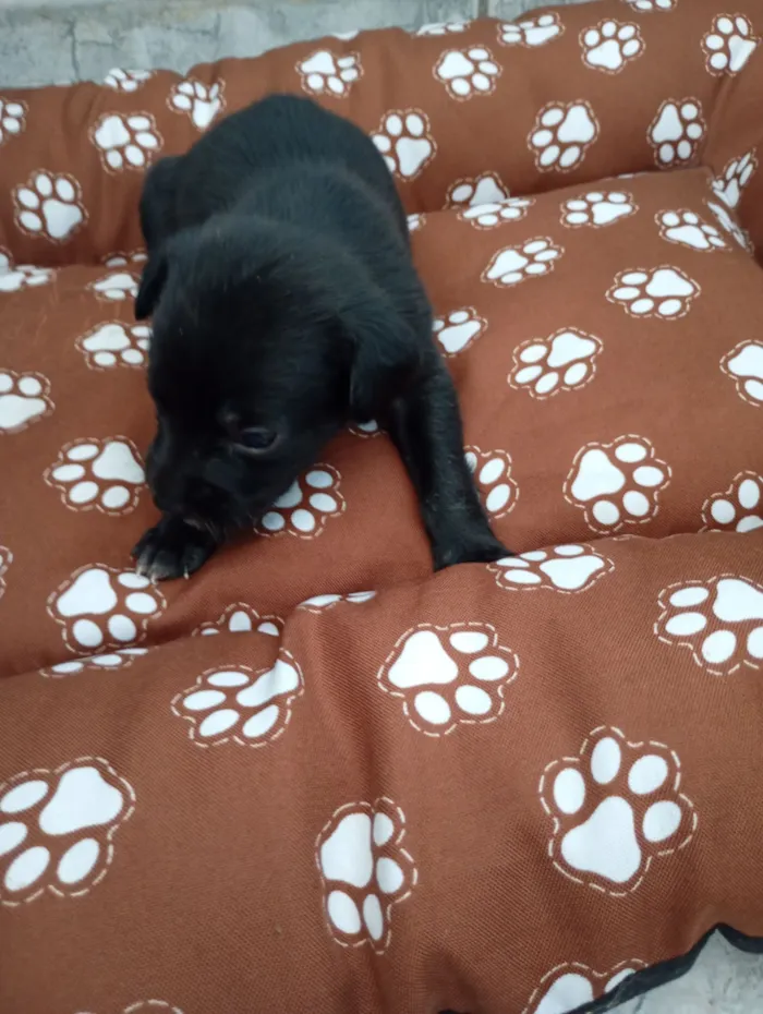 Cachorro raça SRD-ViraLata idade Abaixo de 2 meses nome Nescau 