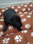 Cachorro raça SRD-ViraLata idade Abaixo de 2 meses nome Nescau 