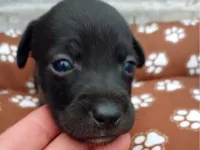 Cachorro raça SRD-ViraLata idade Abaixo de 2 meses nome Nescau 