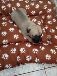 Cachorro raça SRD-ViraLata idade Abaixo de 2 meses nome Lary