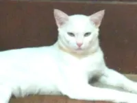 Gato raça SRD-ViraLata idade 7 a 11 meses nome Algodão 