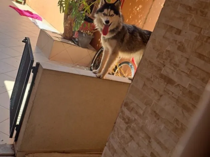 Cachorro raça Husky Siberiano idade 2 anos nome Luna 
