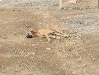 Cachorro raça Boxer idade 7 a 11 meses nome Nailton José Da Silva