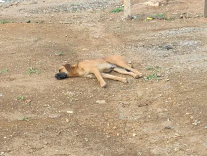 Cachorro raça Boxer idade 7 a 11 meses nome Nailton José Da Silva