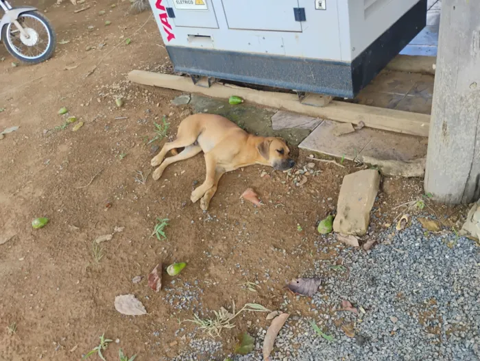 Cachorro raça Boxer idade 7 a 11 meses nome Nailton José Da Silva