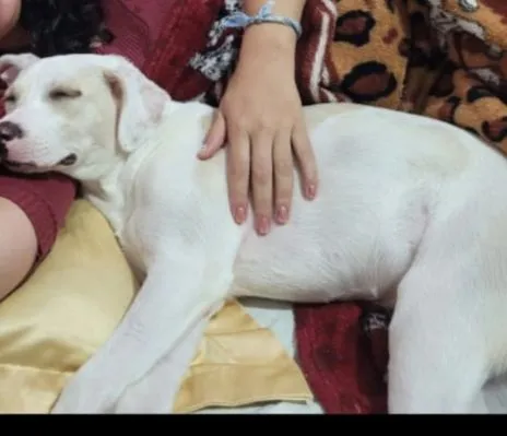 Cachorro raça SRD-ViraLata idade 2 anos nome Pandora 