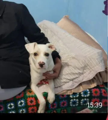 Cachorro raça SRD-ViraLata idade 2 anos nome Pandora 