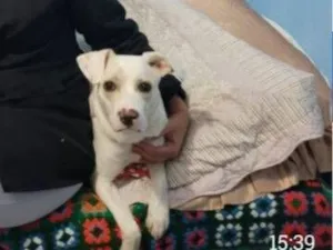 Cachorro raça SRD-ViraLata idade 2 anos nome Pandora 