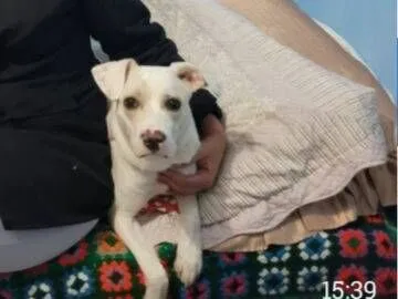 Cachorro raça SRD-ViraLata idade 2 anos nome Pandora 