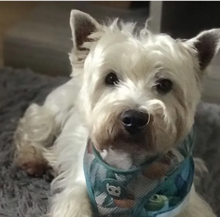 Cachorro raça SRD-ViraLata idade 6 ou mais anos nome Bidu