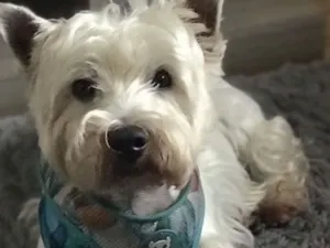 Cachorro raça SRD-ViraLata idade 6 ou mais anos nome Bidu