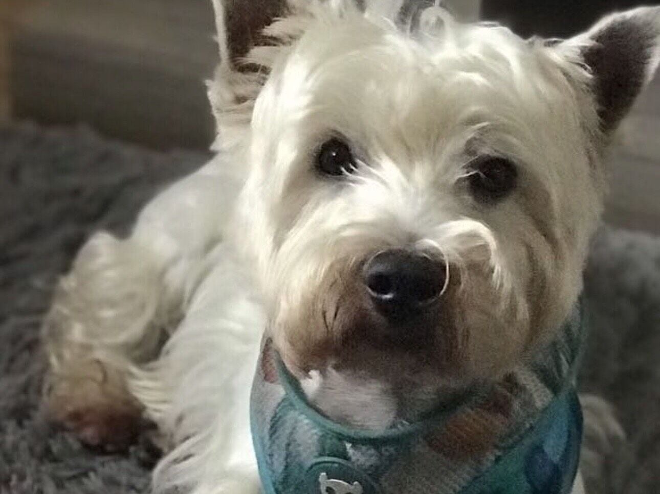 Cachorro raça SRD-ViraLata idade 6 ou mais anos nome Bidu