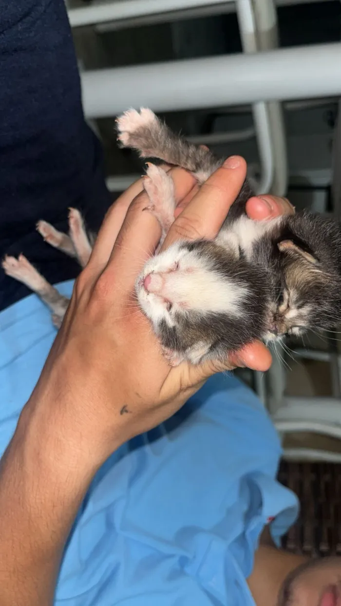 Gato raça Siamês idade Abaixo de 2 meses nome Mirella Alves 