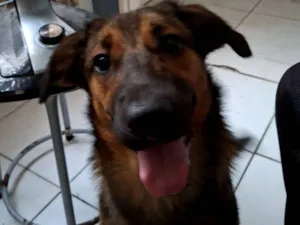 Cachorro raça SRD-ViraLata idade 7 a 11 meses nome Max