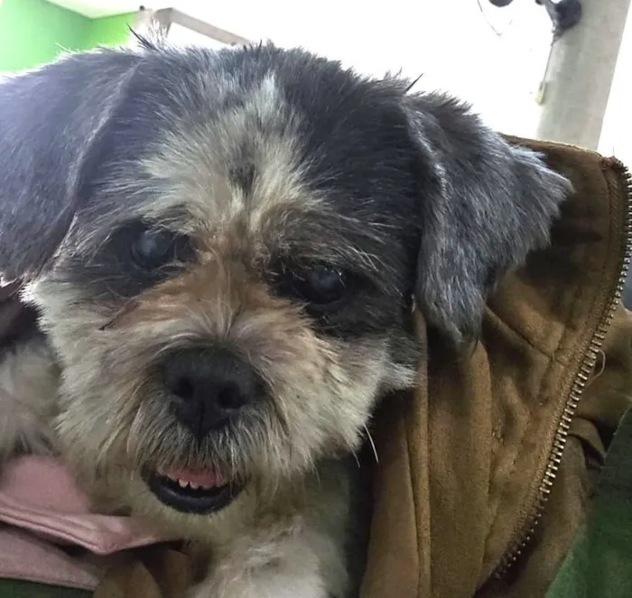 Cachorro raça Shitzu idade 6 ou mais anos nome Lost